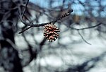 Lodgepole pine cone after fire.jpg