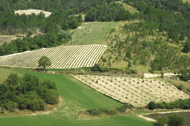 Agro-biodiversity