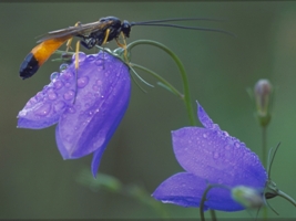 AgroBiodiversity