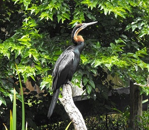 Anhinga rufa, African darter