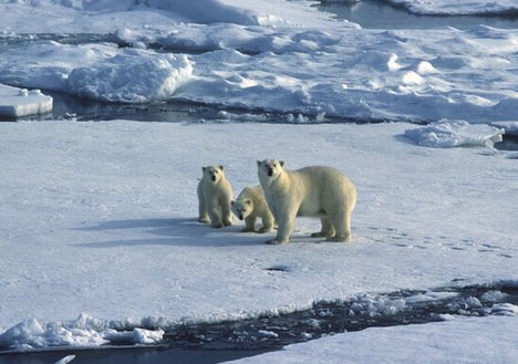 Climate Change - Polar Bears